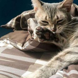 宠物猫之西伯利亚森林猫品种介绍