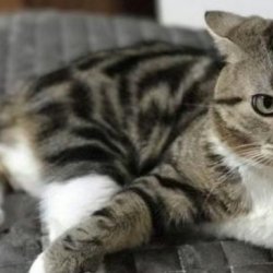 宠物猫之苏格兰折耳猫品种介绍